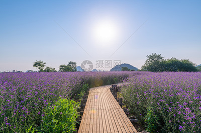 柳葉馬鞭草