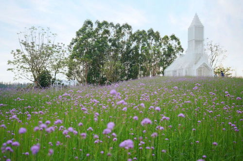 快來搶購 南海旅游5條精品線路,特價房包自助餐 門票半價全都有