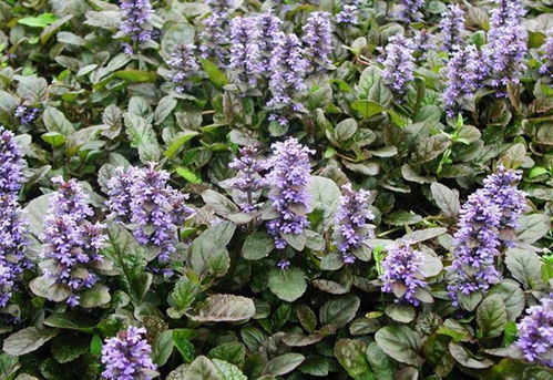 還在種草 不如試試這15種地被植物,美翻了