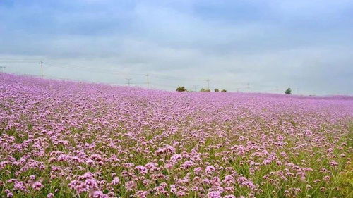 全省推介 浦口這條線路要火了
