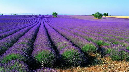 紫色野花像極了薰衣草,鄉野見到十分驚艷,一播種便可成花海