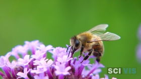慢動作小蜜蜂特寫