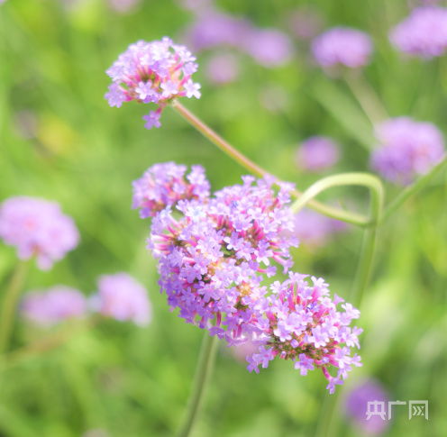 秋天的第一份浪漫 來鄭州綠博園邂逅紫色花海
