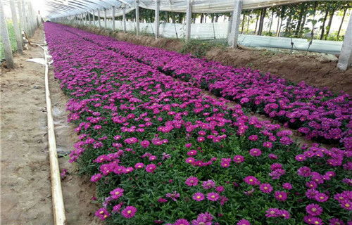 宿根花卉山東省青州全國發貨