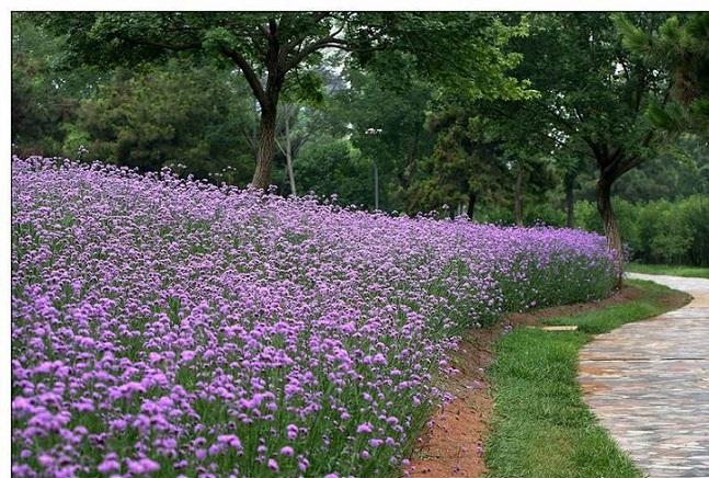 柳葉馬鞭草種植基地,馬鞭草,山合水馬鞭草批發基地_供應產品_柳葉馬鞭