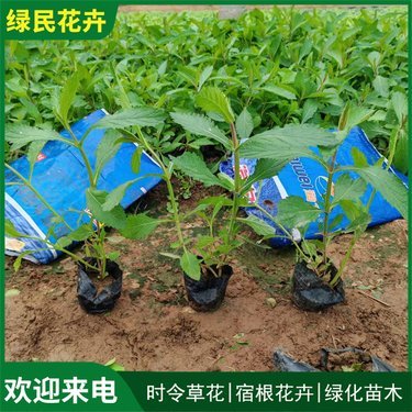 馬鞭草價格