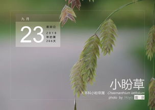 9月24,柳葉馬鞭草