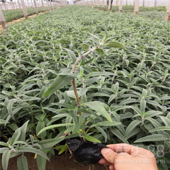 【墨西哥鼠尾草批發(fā)商柳葉馬鞭草種植基地矮牽牛苗圃直銷】-