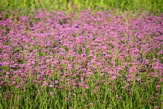 馬鞭草,野花