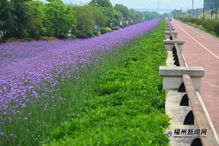 市區里的紫色花田 福州花海公園柳葉馬鞭草盛開