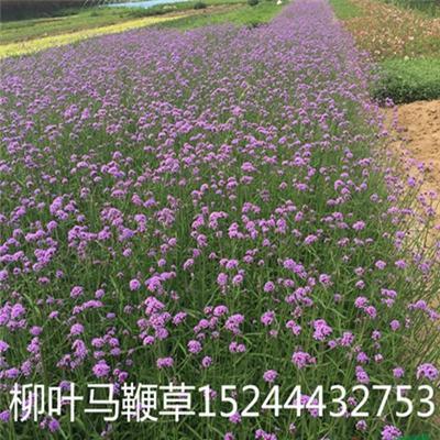 山東柳葉馬鞭草價格