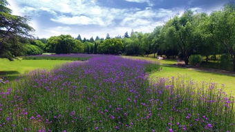 申城五月鮮花盛開 賞花地盤點