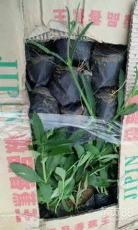 【柳葉馬鞭草價格-柳葉馬鞭草種植基地-柳葉馬鞭草供應商-青州雙科花卉】-