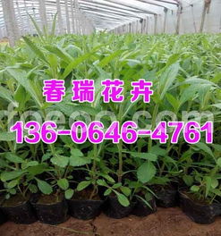 濰坊優質柳葉馬鞭草批發