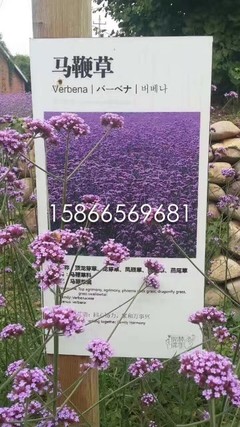 馬鞭草花海小苗種植基地