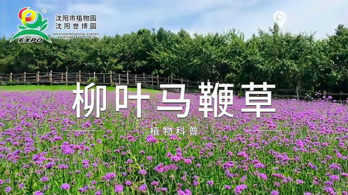柳葉馬鞭草