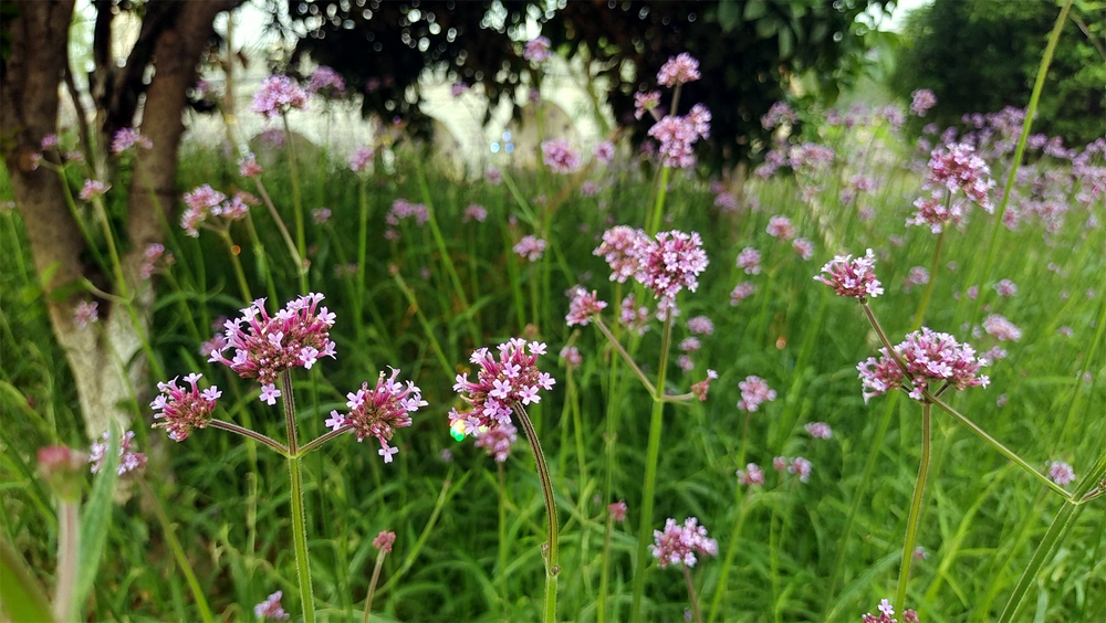 美麗吉安之賞花系列:柳葉馬鞭草花海惹人醉