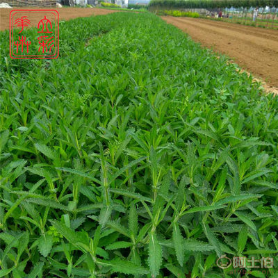 【廠家直銷景觀花海花卉種子苗多年生柳葉馬鞭草種子草花大量批發】 - 產品庫 - 青州市立彩花卉苗木專業合作社