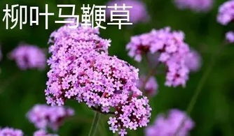 馬鞭草vs薰衣草,誰更勝一籌