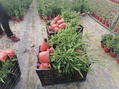 甘肅柳葉馬鞭草小苗批發 馬鞭草價格 馬鞭草基地