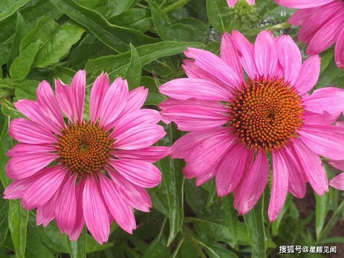 三門峽市陜州公園 柳葉馬鞭草肆意燦爛,炫酷了整個游園