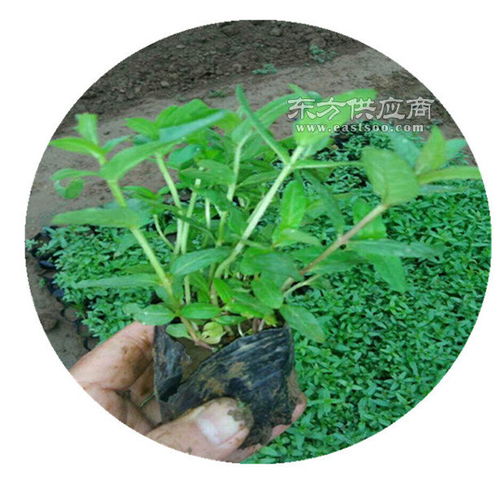 天津柳葉馬鞭草苗供貨商,柳葉馬鞭草供貨商圖片