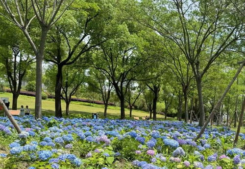 暑假,一起去環上公園邂逅花海秘境