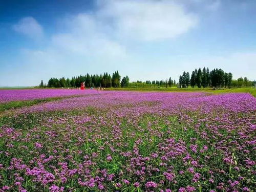 南京 金色丹桂飄香季,沉醉在金陵的深秋 附賞花地圖 旅游 網