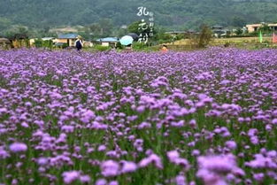 福州驚現大片馬鞭草花海 再也不用羨慕普羅旺斯了