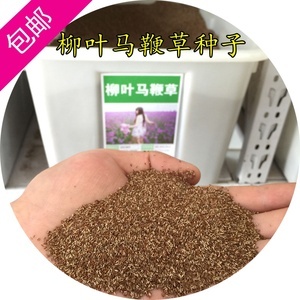 柳葉馬鞭草種子