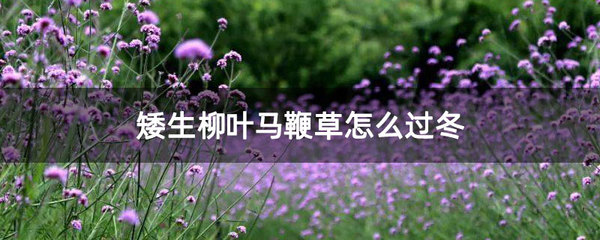 矮生柳葉馬鞭草怎么過冬