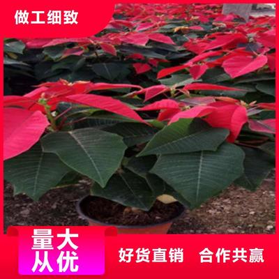 追求品質，時令草花批發新選擇 柳葉馬鞭草，五一國慶裝點城市