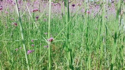 花海公園的紫色浪漫——柳葉馬鞭草
