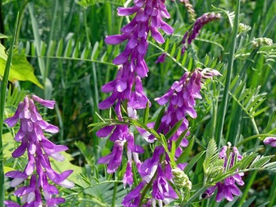 柳葉馬鞭草的種植時(shí)機(jī)與注意事項(xiàng)