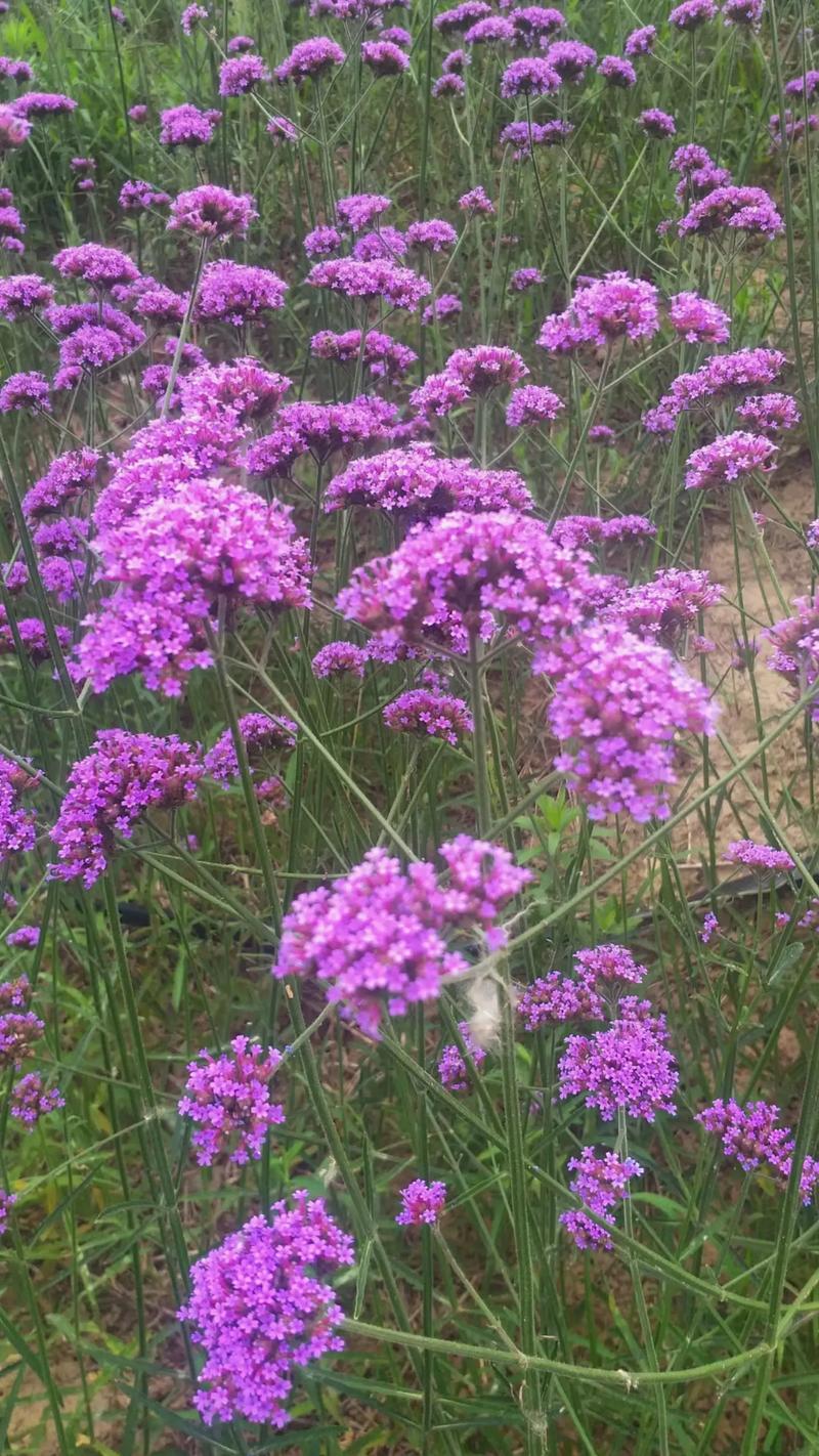 柳葉馬鞭草 馬鞭草科中的紫色浪漫