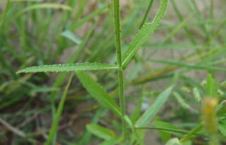 柳葉馬鞭草 紫花不見葉的植物之謎
