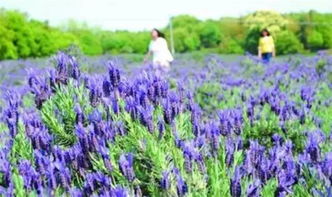 江浙滬7大薰衣草花海度假之旅 走進(jìn)東方的普羅旺斯與柳葉馬鞭草