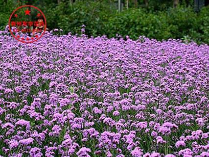 山東柳葉馬鞭草種植基地價(jià)格與批發(fā)指南