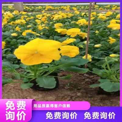 宿根花卉觀賞草 蒲葦、狼尾草與柳葉馬鞭草的品質(zhì)之選