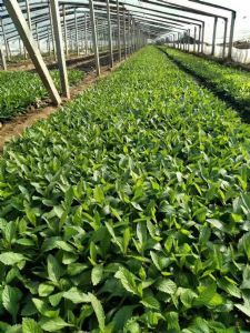 新疆和田柳葉馬鞭草生產(chǎn)商家 優(yōu)質(zhì)藥材的守護(hù)者