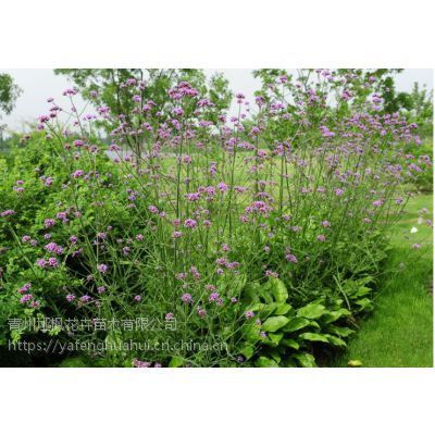 柳葉馬鞭草常年批發(fā)供應(yīng)，基地直供，綠化工程優(yōu)選苗木