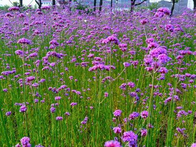 太出片！蕭山一農(nóng)村媲美“普羅旺斯”，柳葉馬鞭草成網(wǎng)紅打卡地
