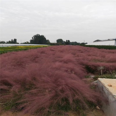 河北恒拓柳葉馬鞭草 性價(jià)比高的優(yōu)質(zhì)苗木選擇