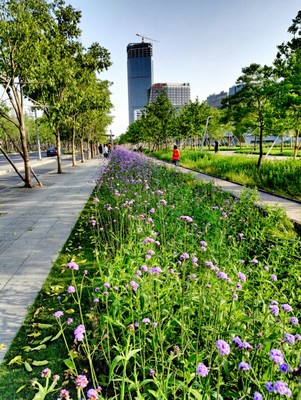 柳葉馬鞭草 形態(tài)特征、應(yīng)用與栽培管理