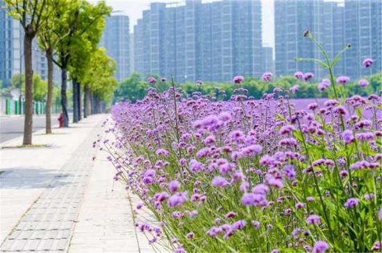 杭州網(wǎng)紅柳葉馬鞭草盛放 近5萬平米紫色花海如夢似幻