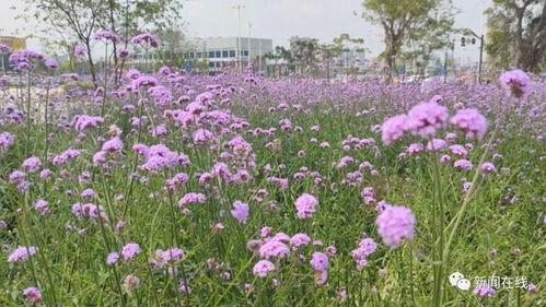南寧網(wǎng)紅馬鞭草花海遭踩踏，工作人員無奈 喇叭都喊壞了幾個(gè)