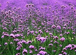 雙節(jié)樂游邯山香草湖 鮮花采摘與璀璨燈海共迎佳節(jié)