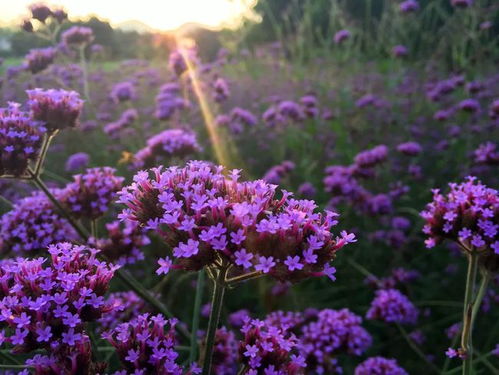 賞花攻略 | 廣州周邊100萬株馬鞭草與鼠尾草盛放，紫色花海再度霸屏