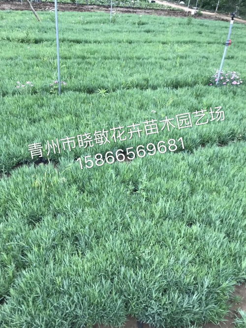 山東青州芝櫻花海小苗批發(fā)種植基地 柳葉馬鞭草的種植與魅力