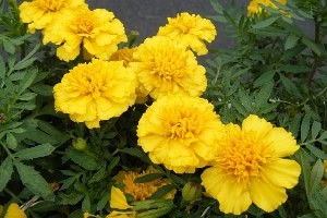 柳葉馬鞭草 環(huán)保新寵及其市場行情